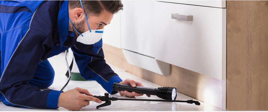 Brenham pest xpert removal